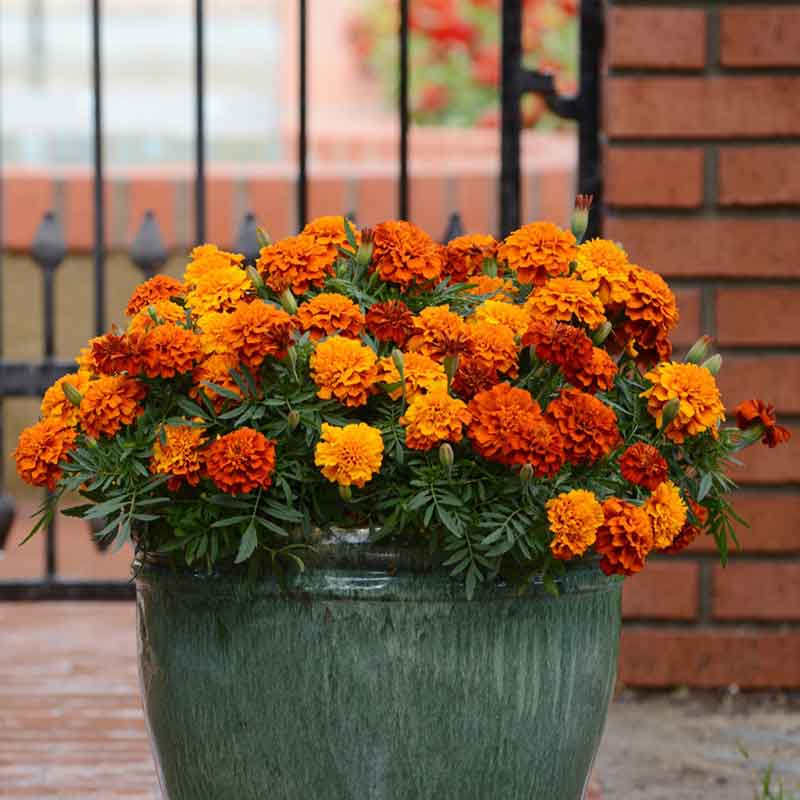French Marigold Seeds - Fireball