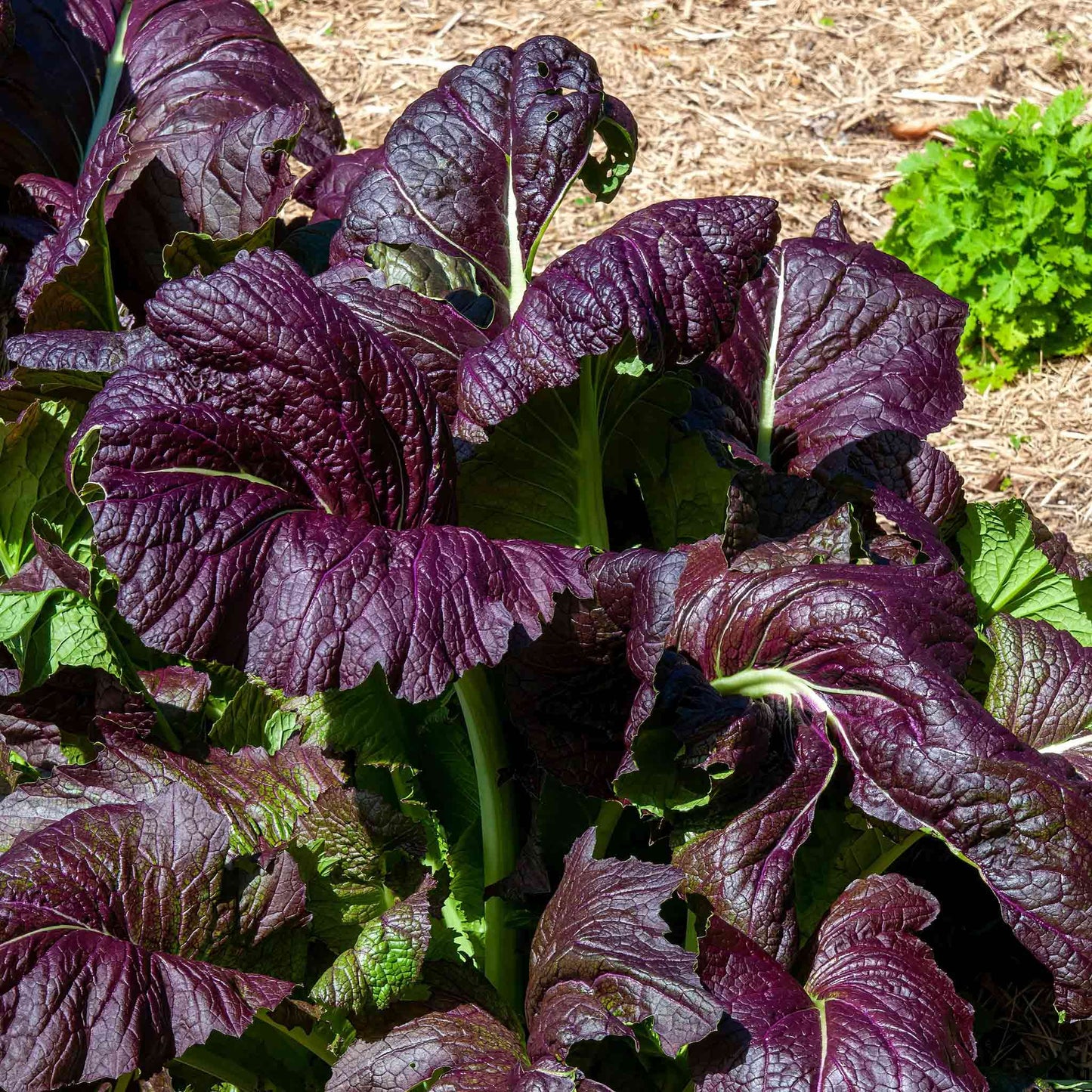 Mustard Seeds - Red Giant