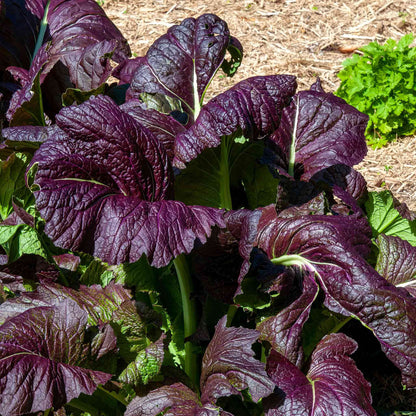 Mustard Seeds - Red Giant