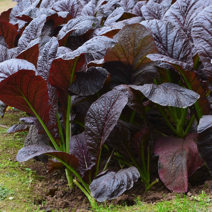 Mustard Seeds - Red Giant