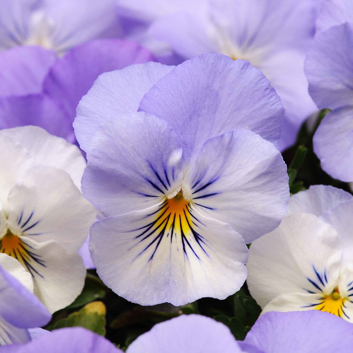 Pansy Seeds - Cool Wave Frost
