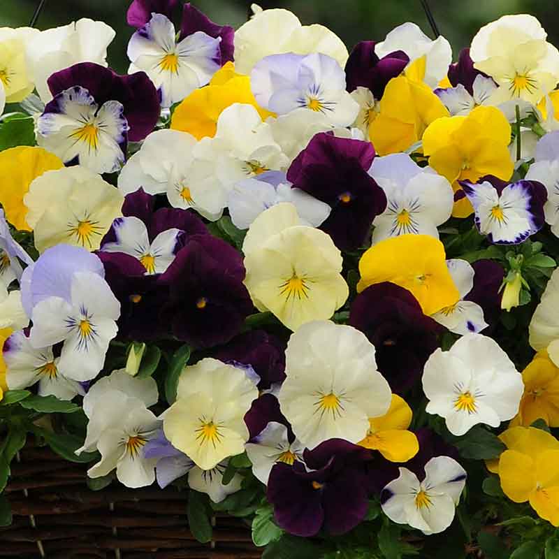 Pansy Seeds - Cool Wave Mix