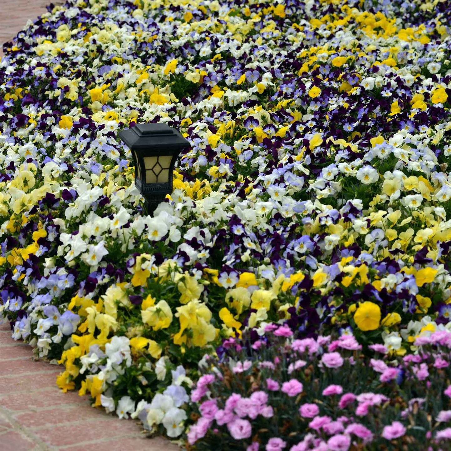 Pansy Seeds - Cool Wave Mix
