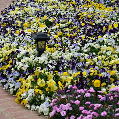 Pansy Seeds - Cool Wave Mix
