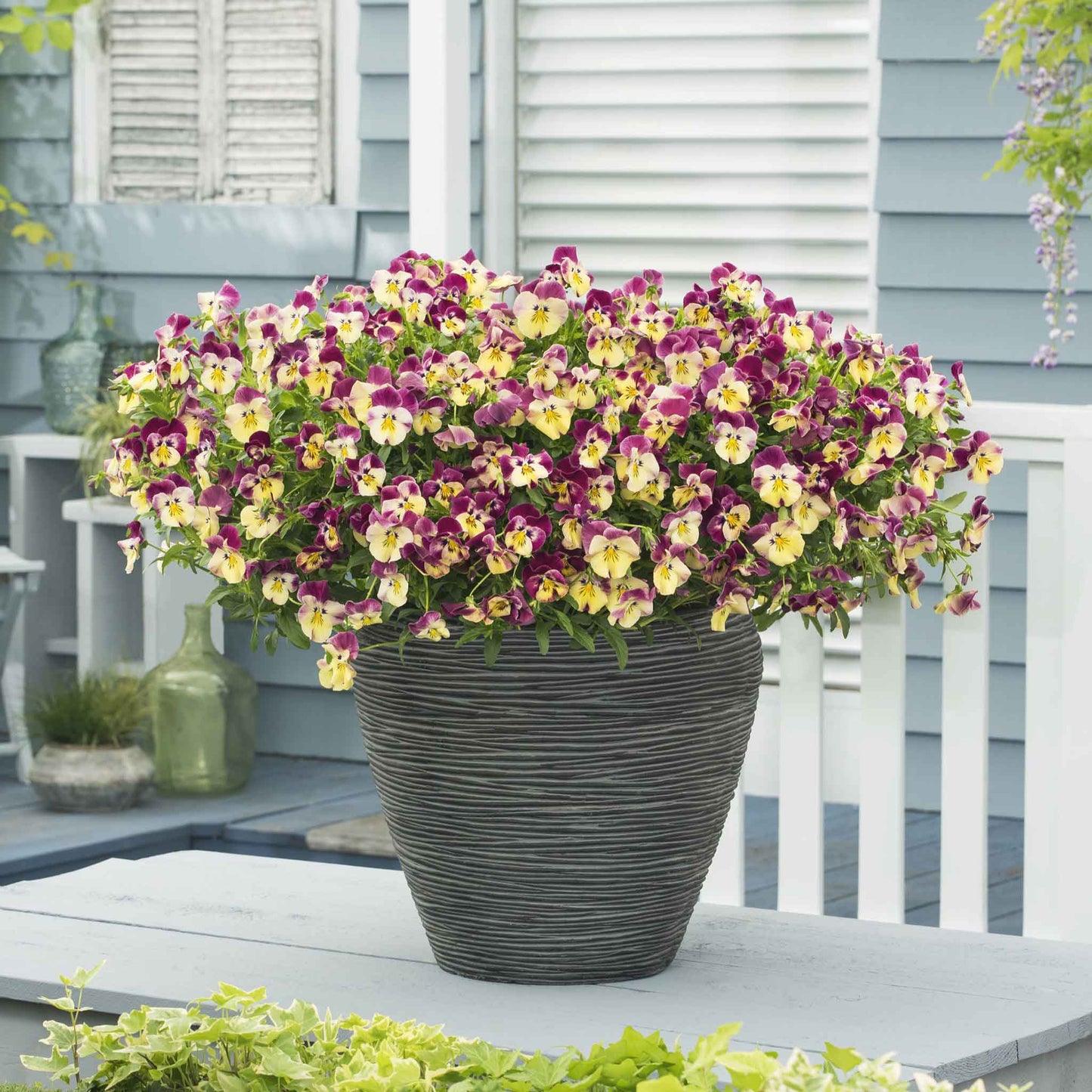 Pansy Seeds - Cool Wave Strawberry Swirl