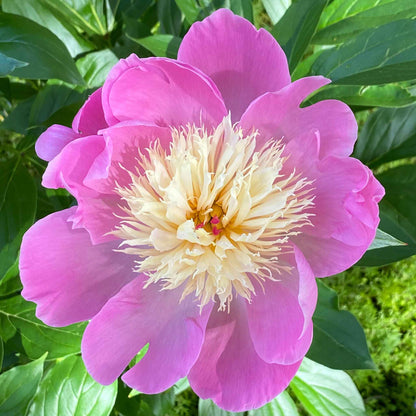 Peony Roots - Bowl of Beauty