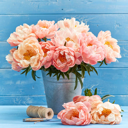 Peony Roots - Coral Sunset