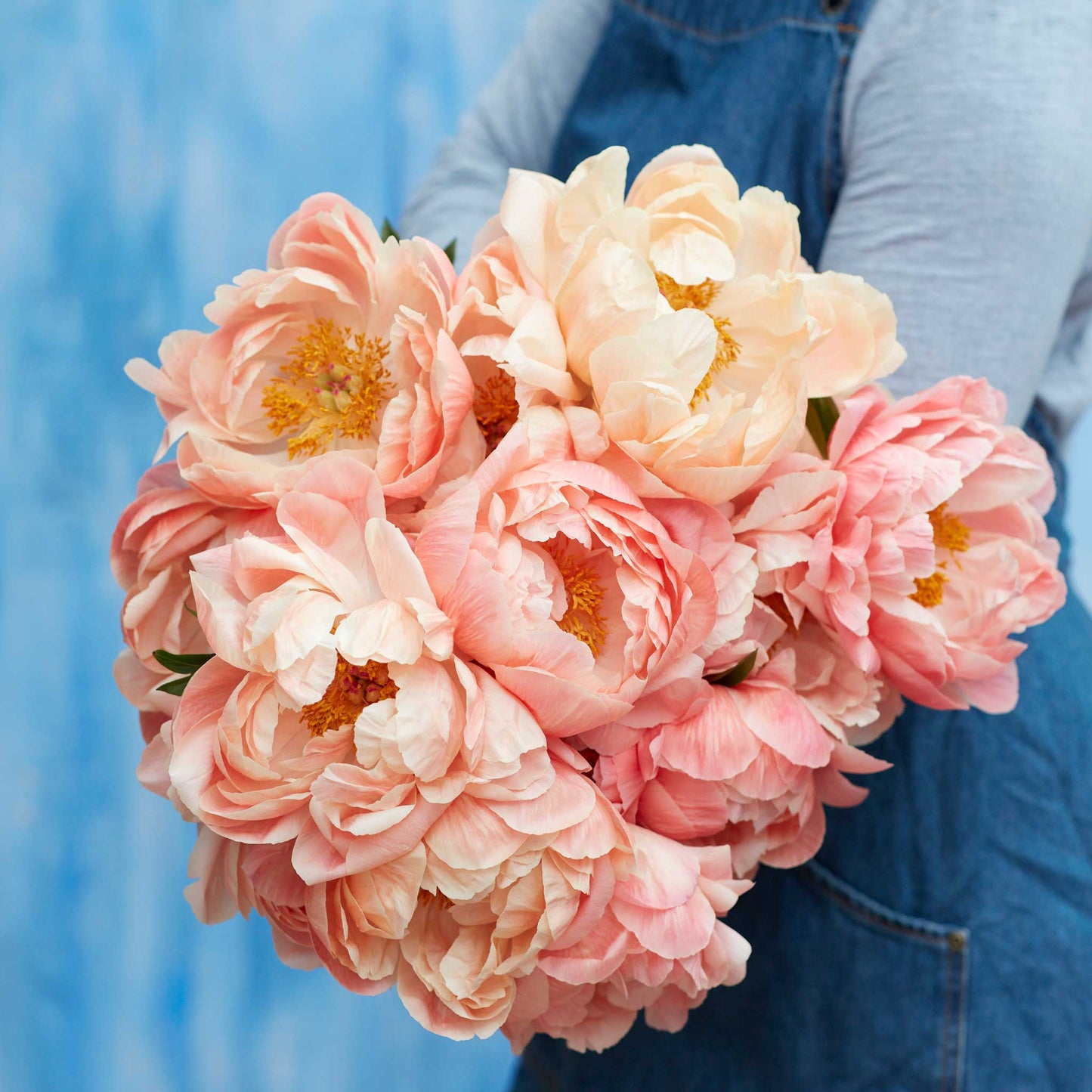 Peony Roots - Coral Sunset