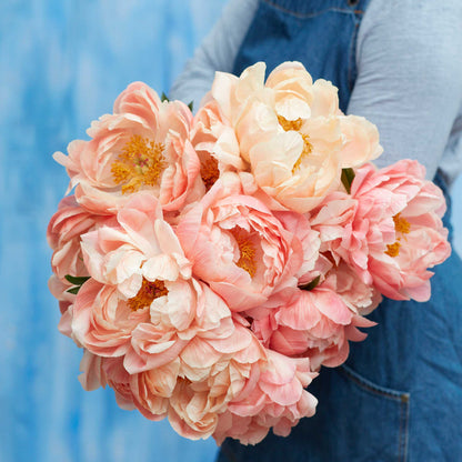 Peony Roots - Coral Sunset