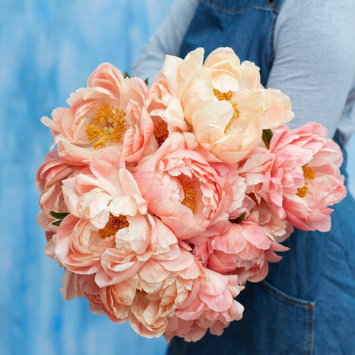 Peony Roots - Coral Sunset