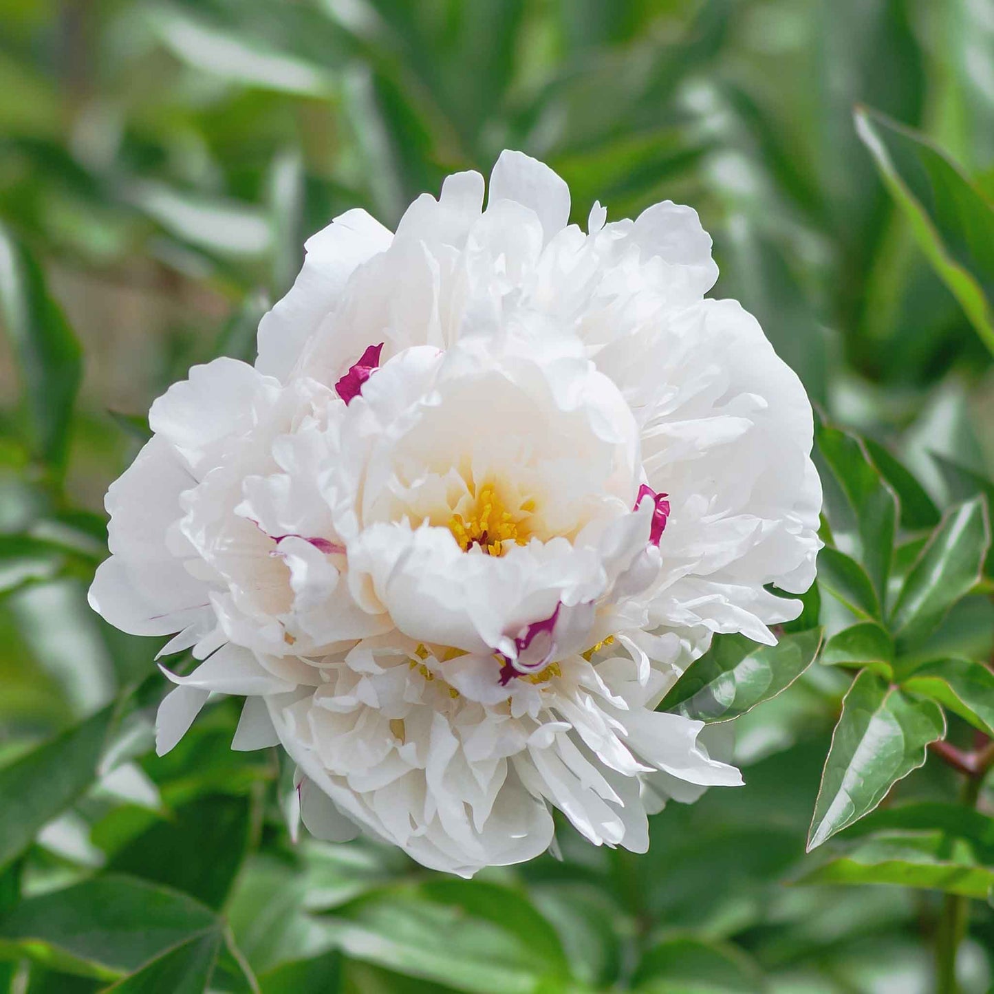Peony Roots - Festiva Maxima