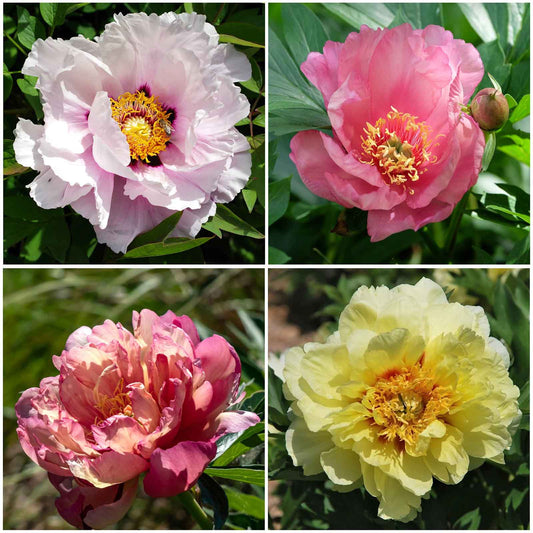 Itoh Peony Roots - Collection