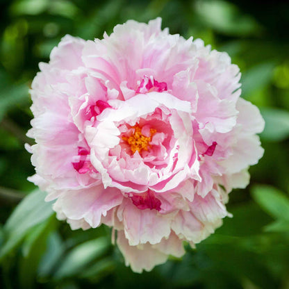 Peony Roots - Sarah Bernhardt Jumbo
