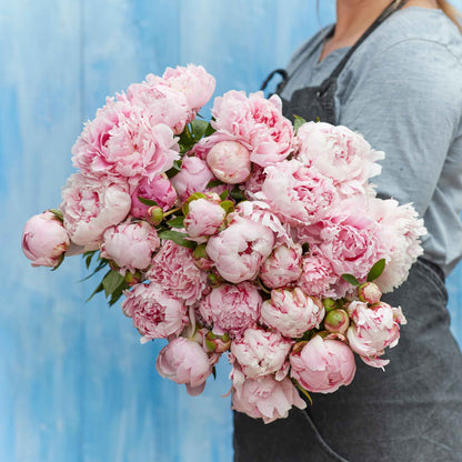 Peony Roots - Sarah Bernhardt Jumbo