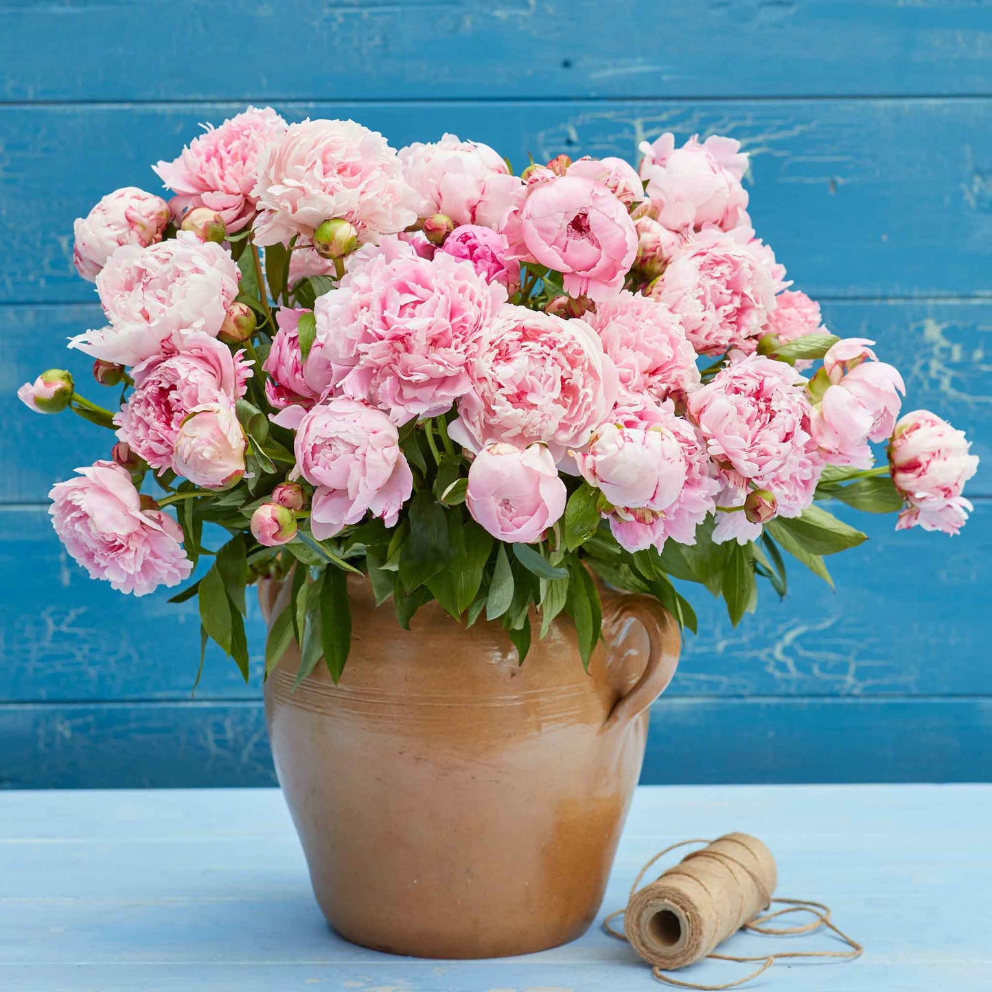 Peony Roots - Sarah Bernhardt Jumbo