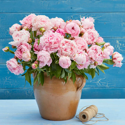 Peony Roots - Sarah Bernhardt Jumbo