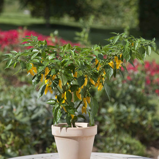 Hot Pepper Seeds - Kitchen Minis Hot Lemon Zest