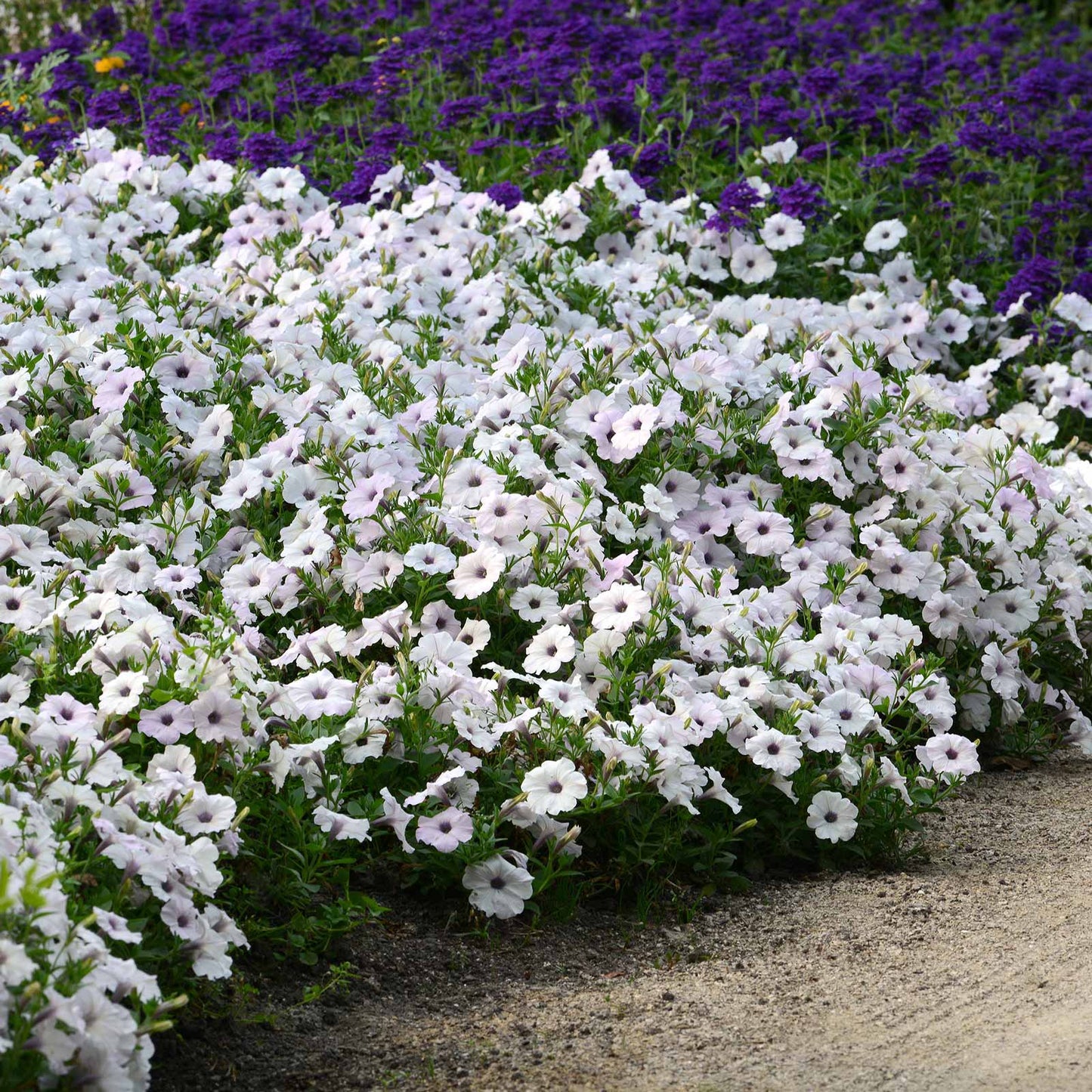 Petunia Seeds - Easy Wave Silver