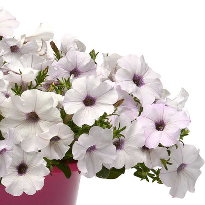 Petunia Seeds - Easy Wave Silver