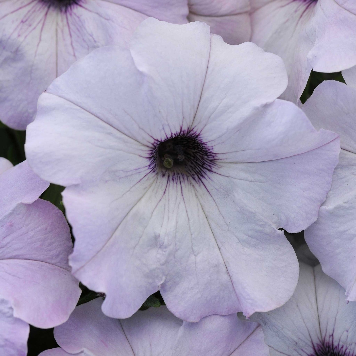 Petunia Seeds - Easy Wave Silver