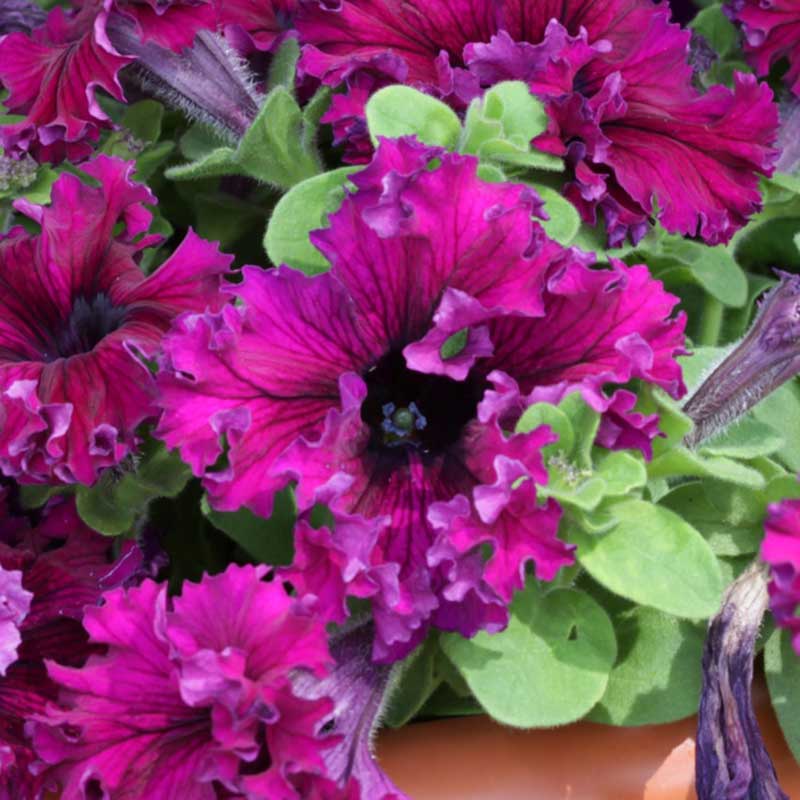Petunia Seeds - Espresso Frappe Ruby