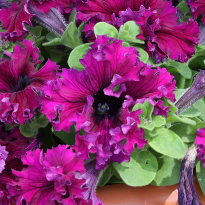 Petunia Seeds - Espresso Frappe Ruby