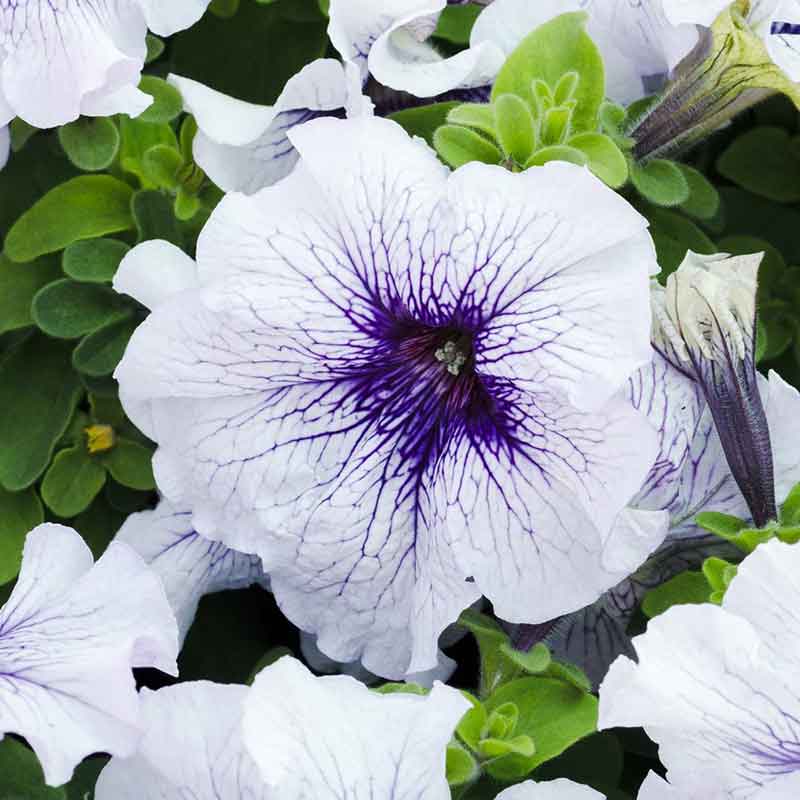 Petunia Seeds - Silver Blue