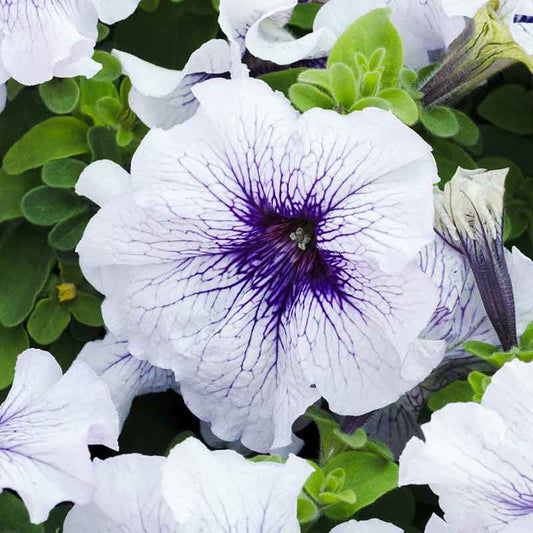 Petunia Seeds - Silver Blue