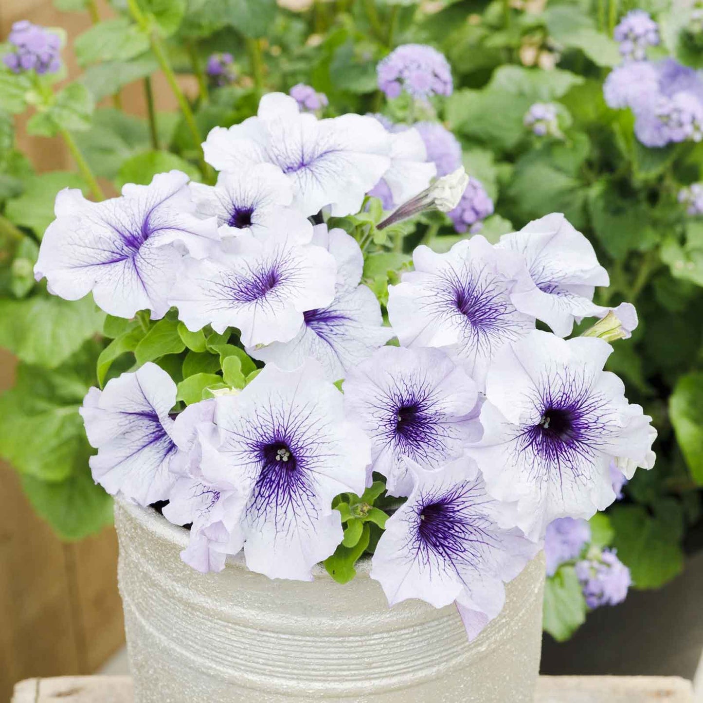 Petunia Seeds - Silver Blue
