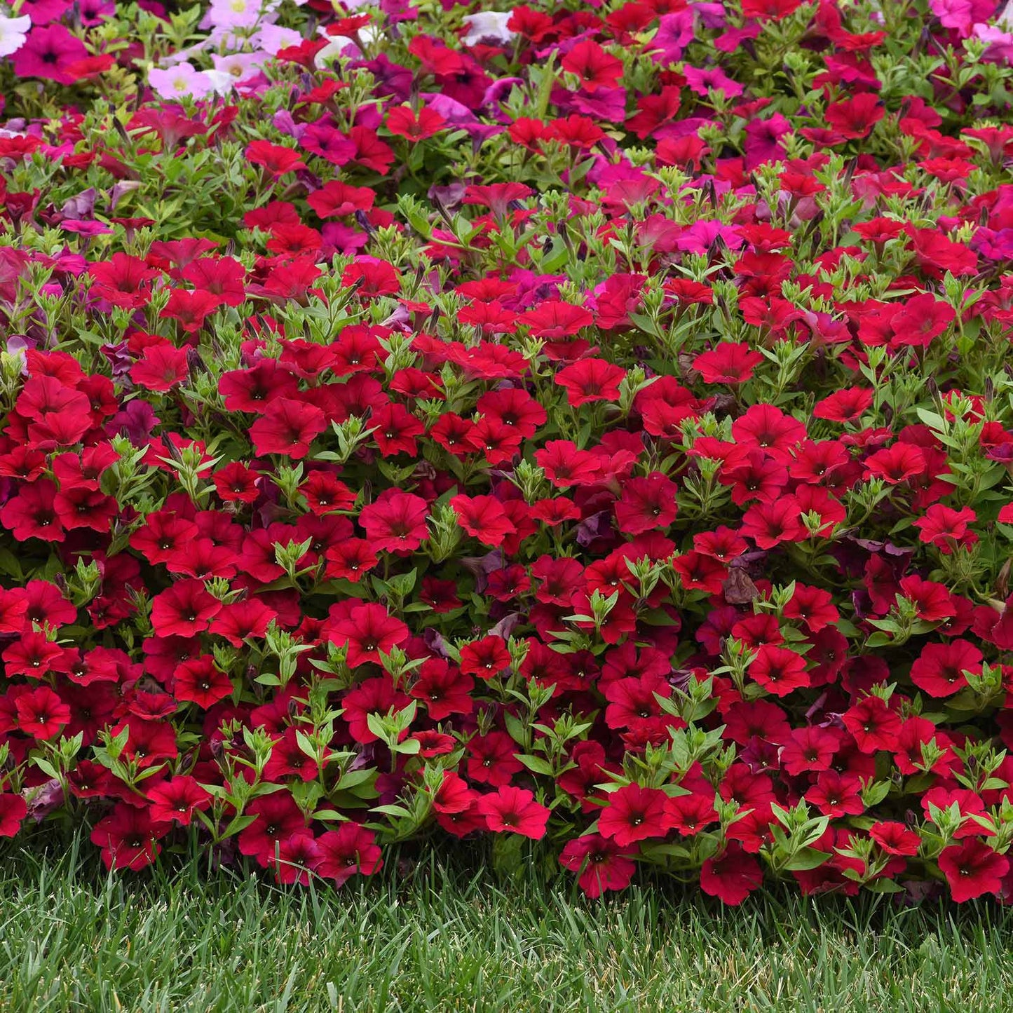 Petunia Seeds - Wave Carmine Velour