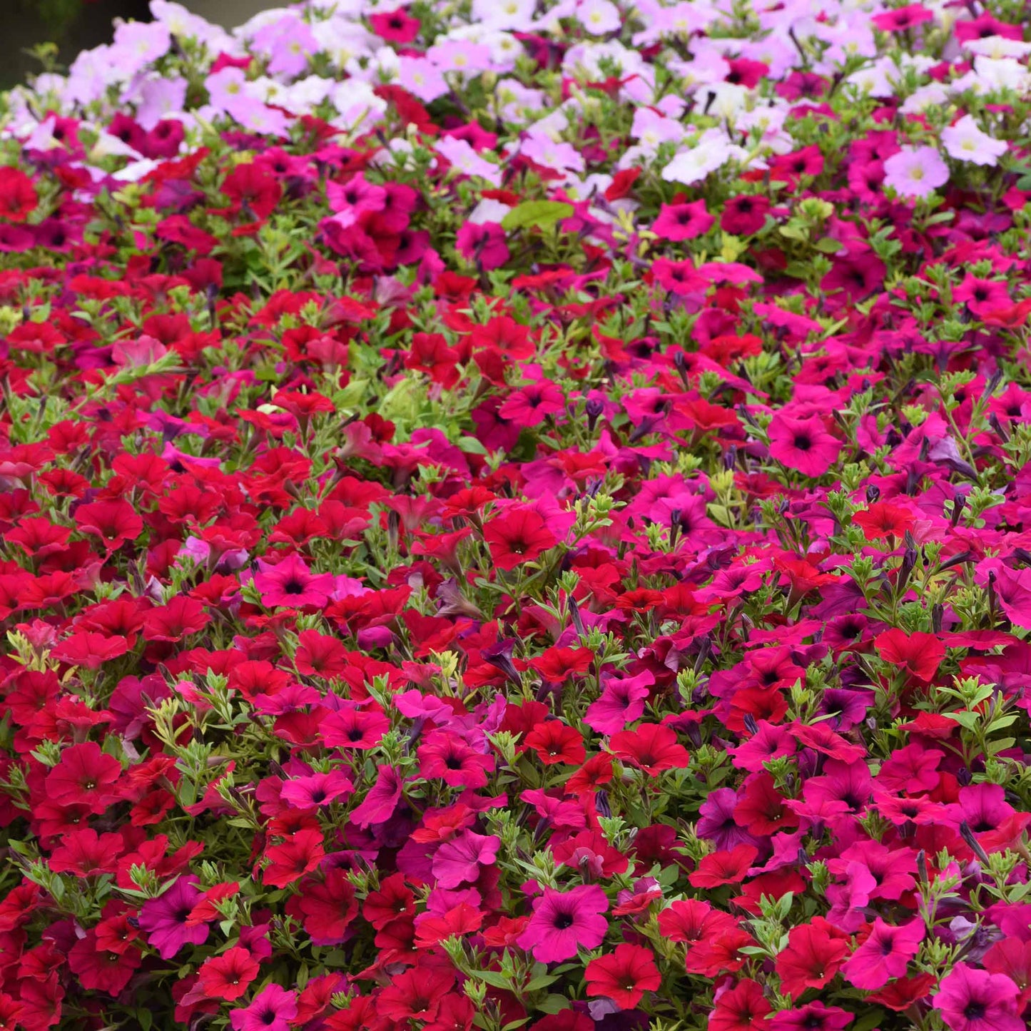 Petunia Seeds - Wave Carmine Velour
