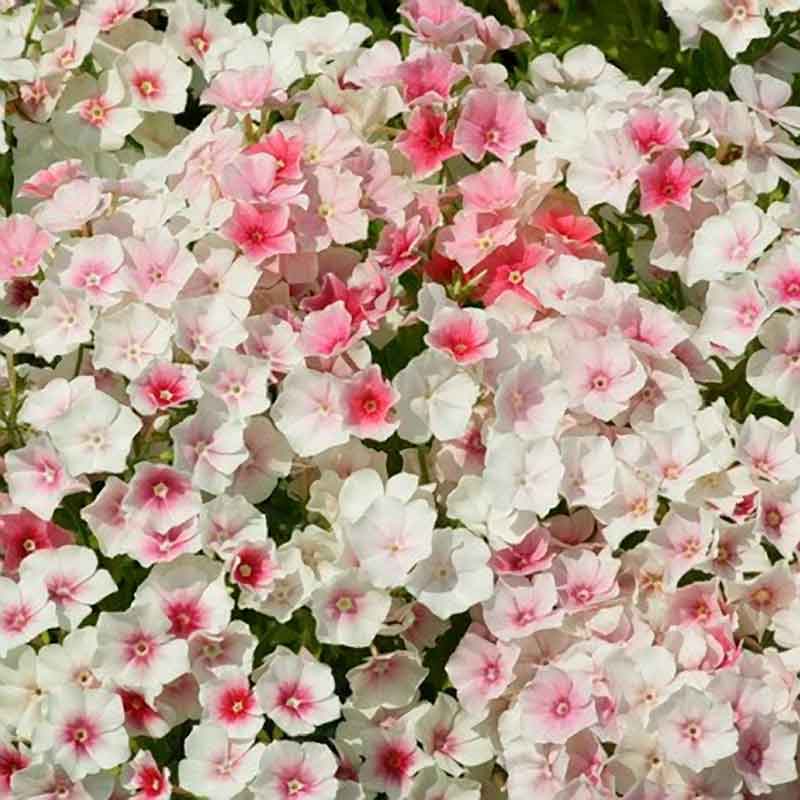 Phlox Seeds - Blushing Bride