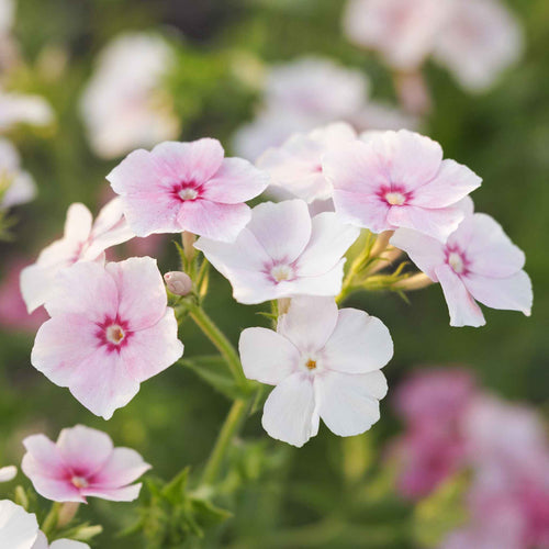 Phlox Seeds - Blushing Bride