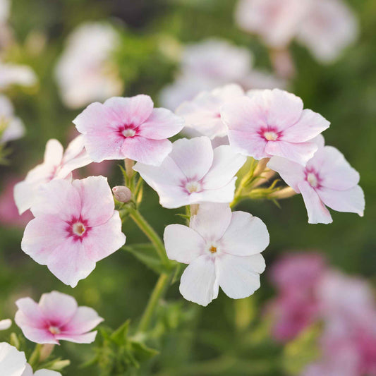 Phlox Seeds - Blushing Bride