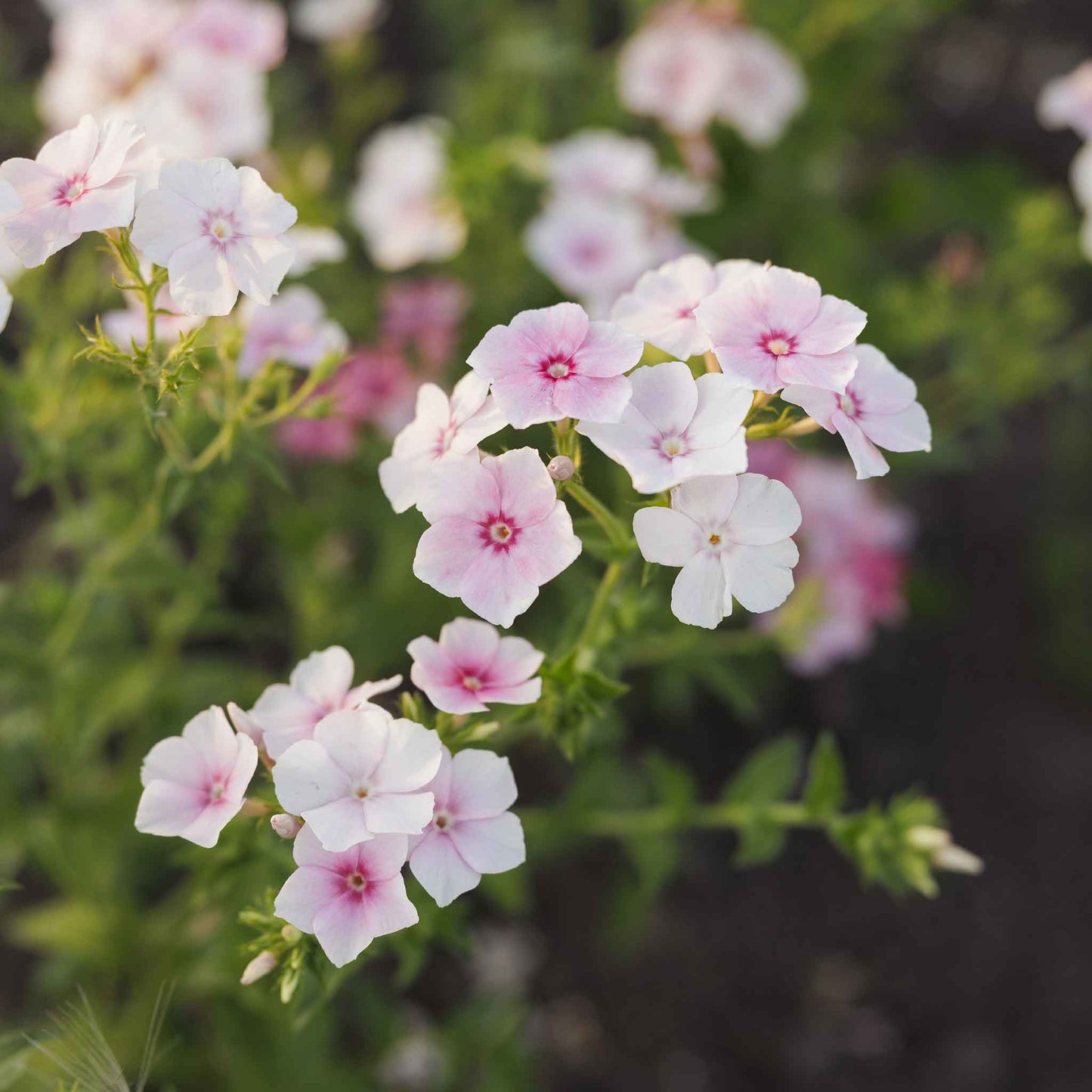 Phlox Seeds - Blushing Bride