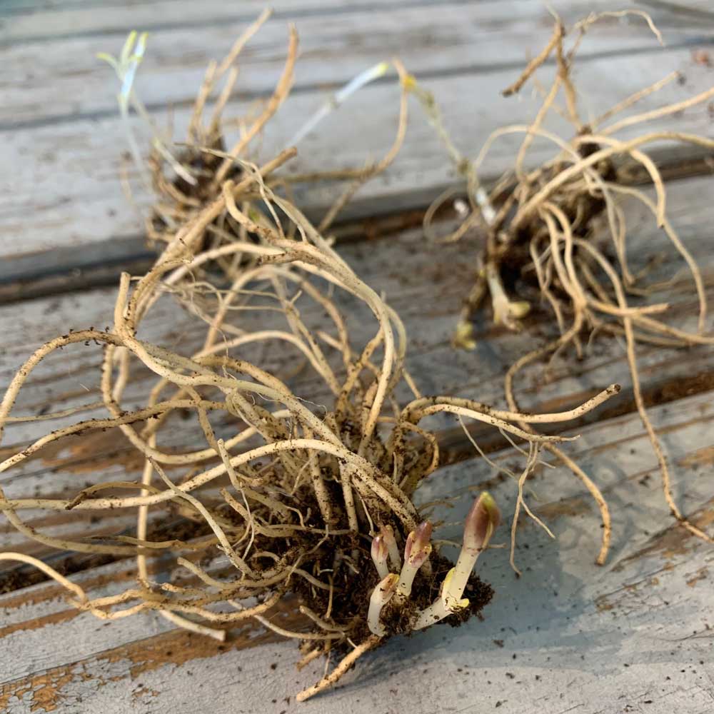 Phlox Roots - Sherbet Blend