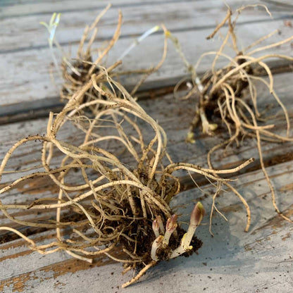 Phlox Roots - Sherbet Blend