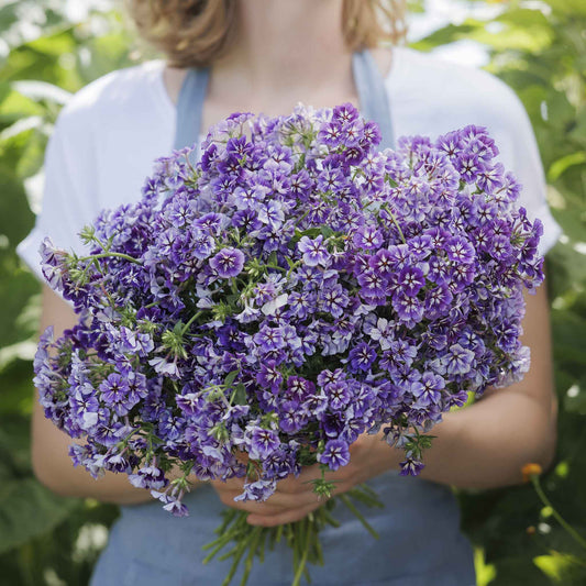 Phlox Seeds - Sugar Star