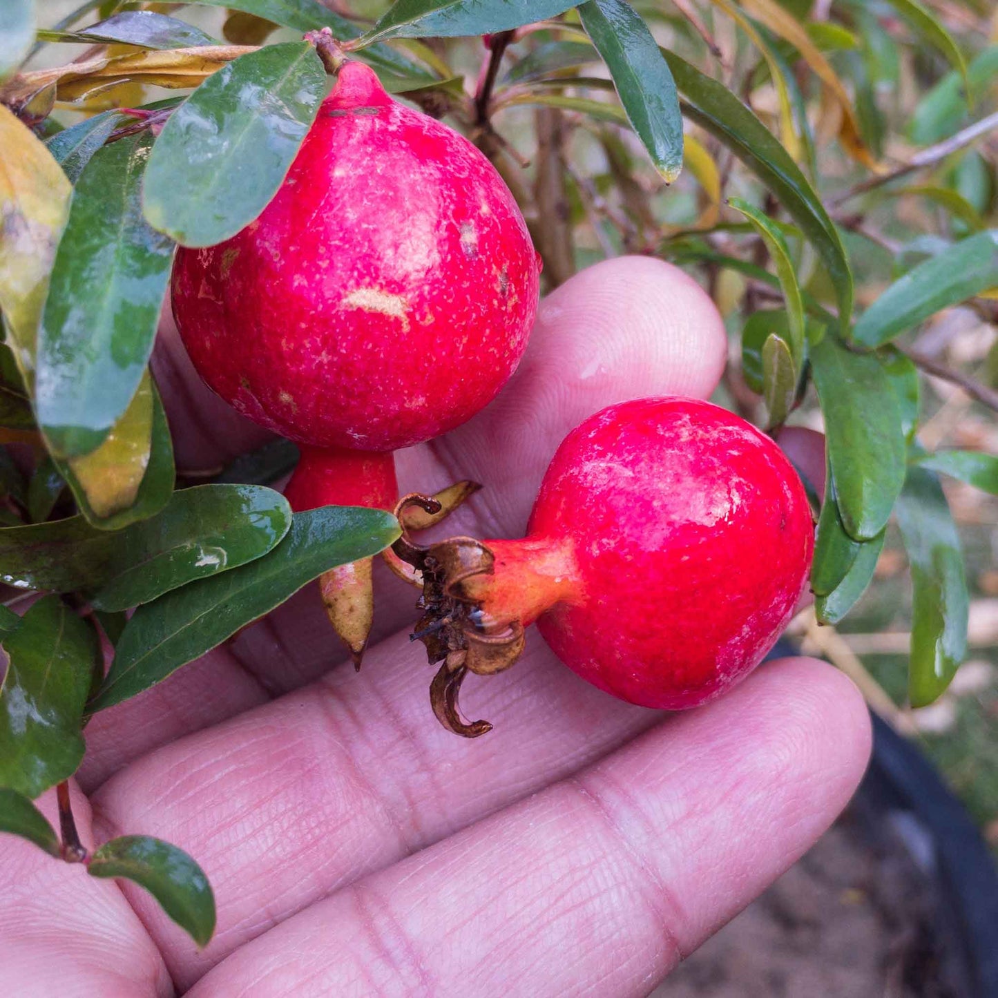 Pomegranate Seeds - Dwarf