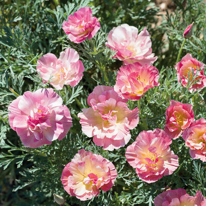 California Poppy Seeds - Thai Silk Appleblossom Chiffon