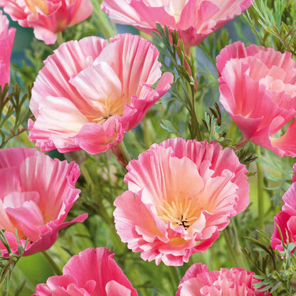 California Poppy Seeds - Thai Silk Appleblossom Chiffon