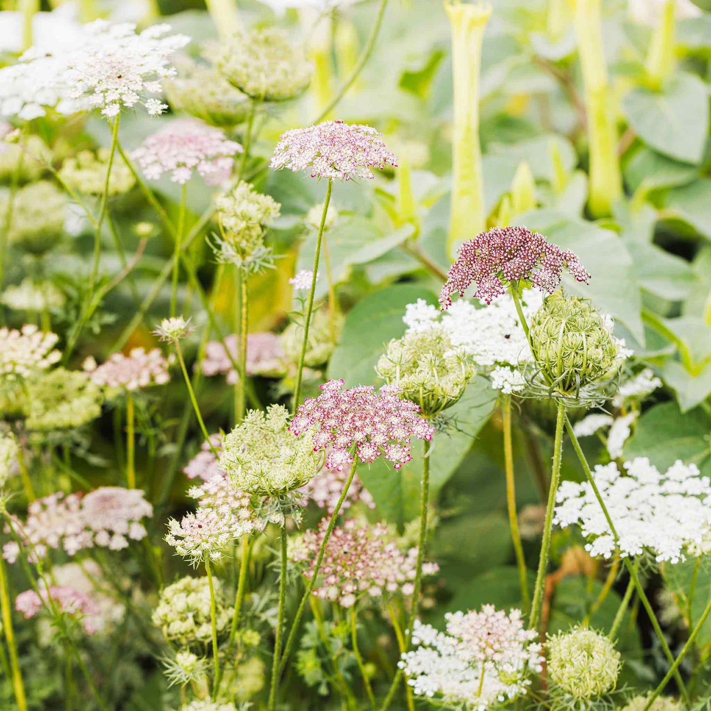 Queen Anne's Lace Seeds - Chocolate Lace Flower