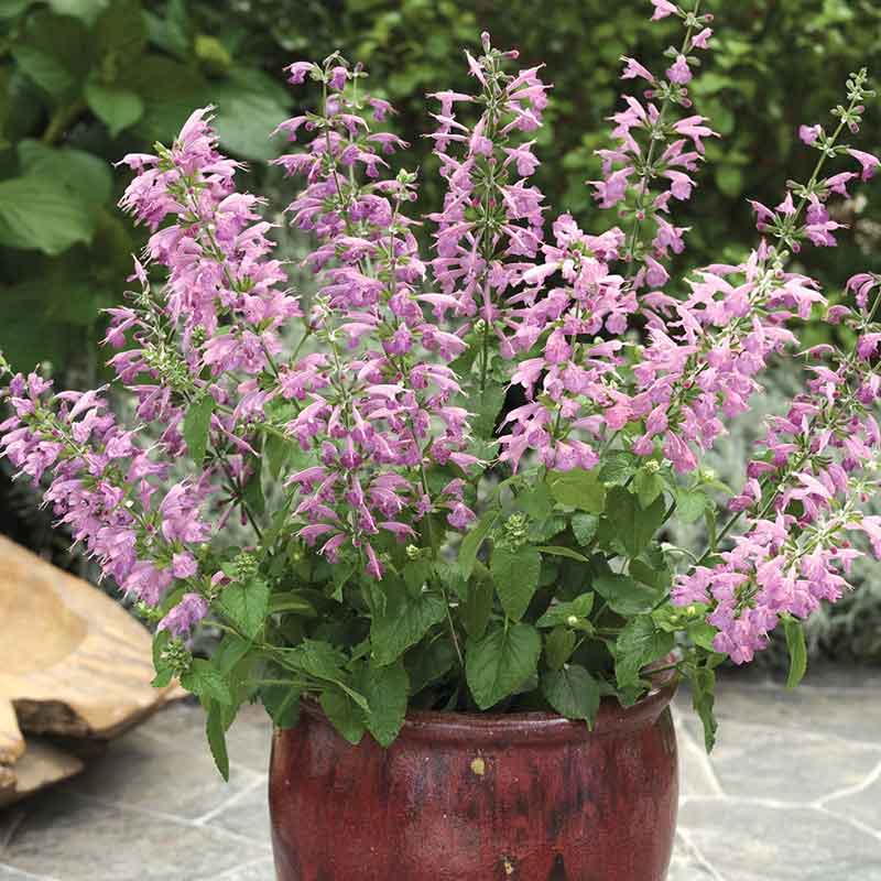 Sage Seeds - Summer Jewel Lavender