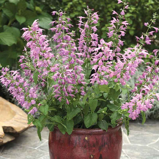 Sage Seeds - Summer Jewel Lavender