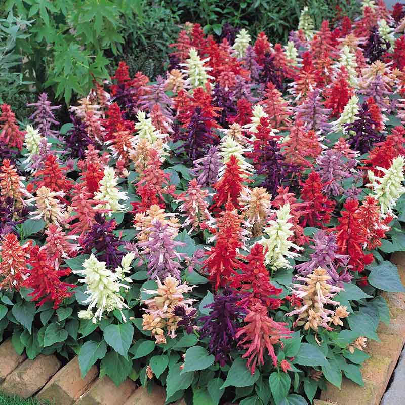 Sage Seeds - Vista Mix