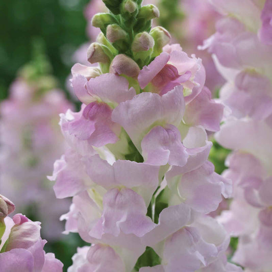 Snapdragon Seeds - Legend Light Pink