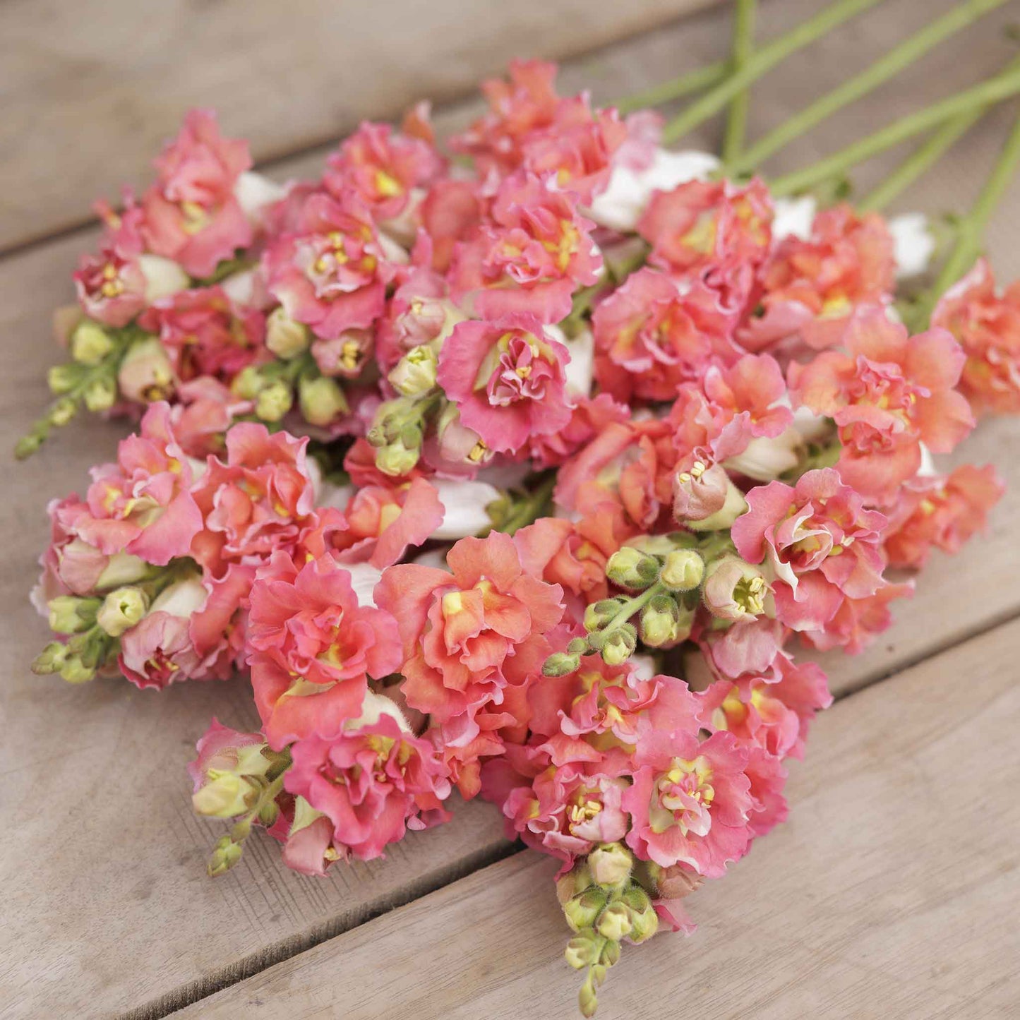 Snapdragon Seeds - Madame Butterfly Bronze White