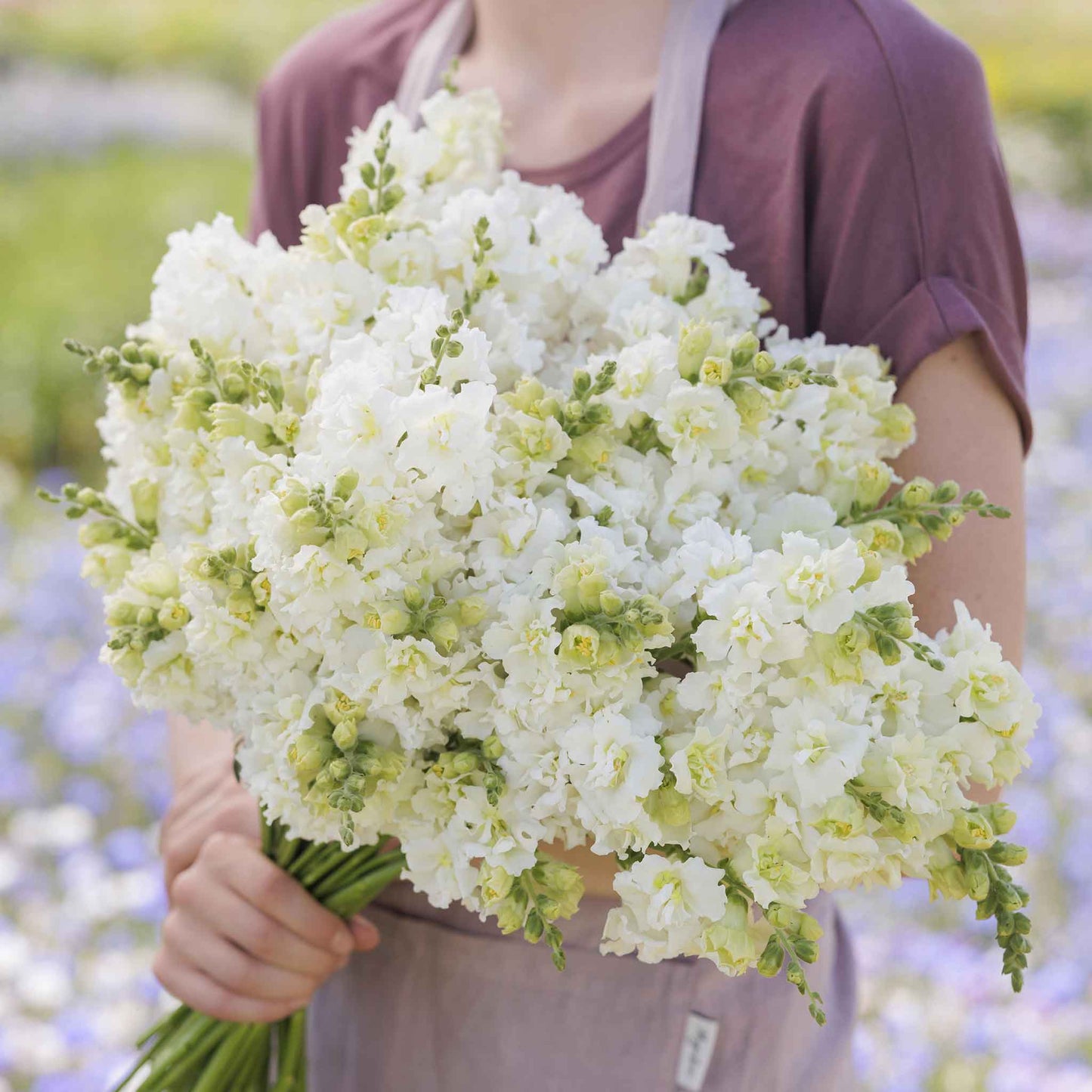 Snapdragon Seeds - Madame Butterfly Ivory
