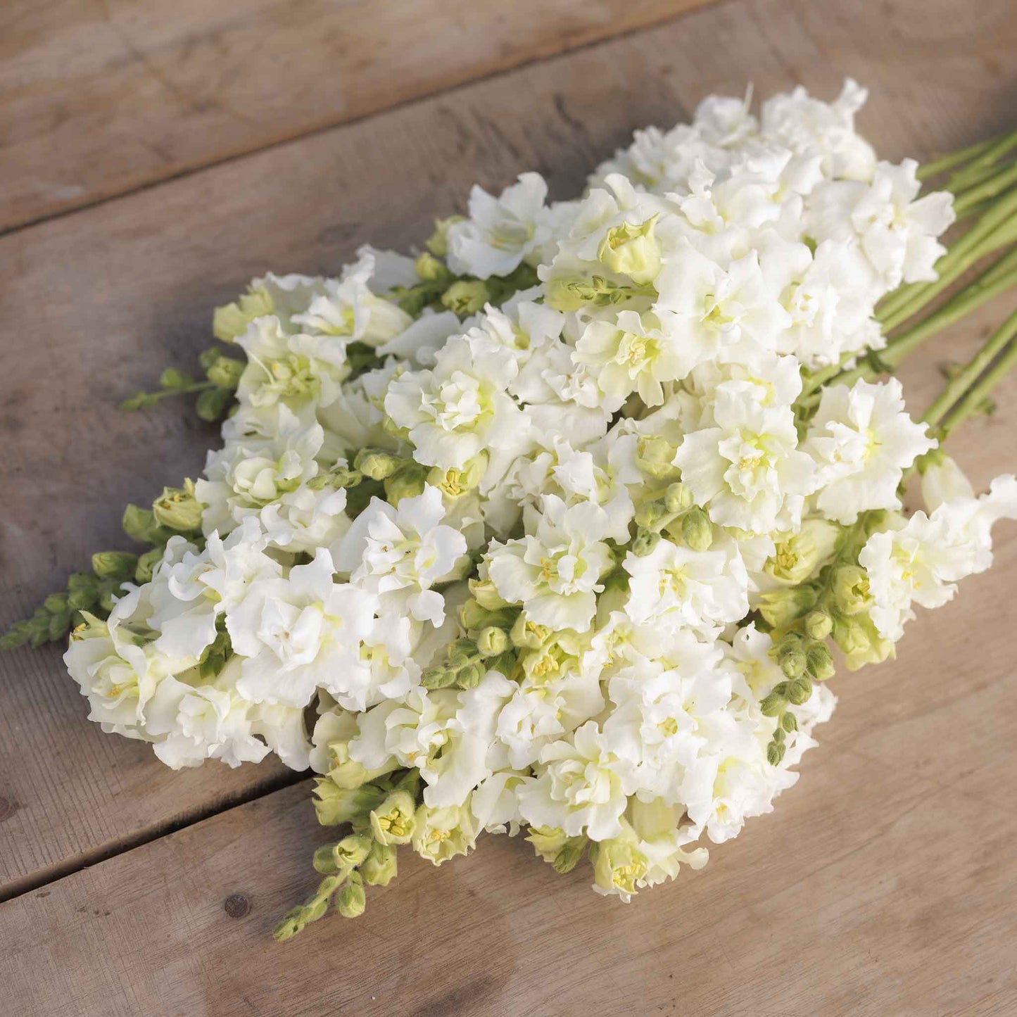 Snapdragon Seeds - Madame Butterfly Ivory