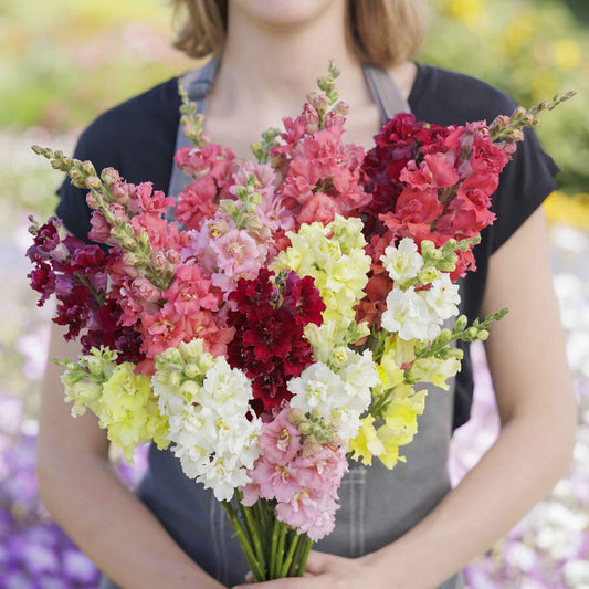 Snapdragon Seeds - Madame Butterfly Mix
